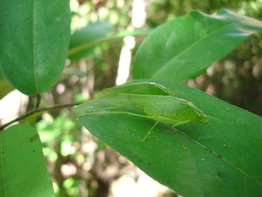 ../Images/Madagaskar, 25.05.-10.06.07, Foto (300), Insekt.JPG